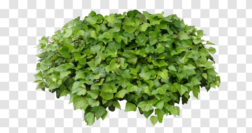 Chives Leaf Vegetable Lettuce Spice Food - Grass Transparent PNG