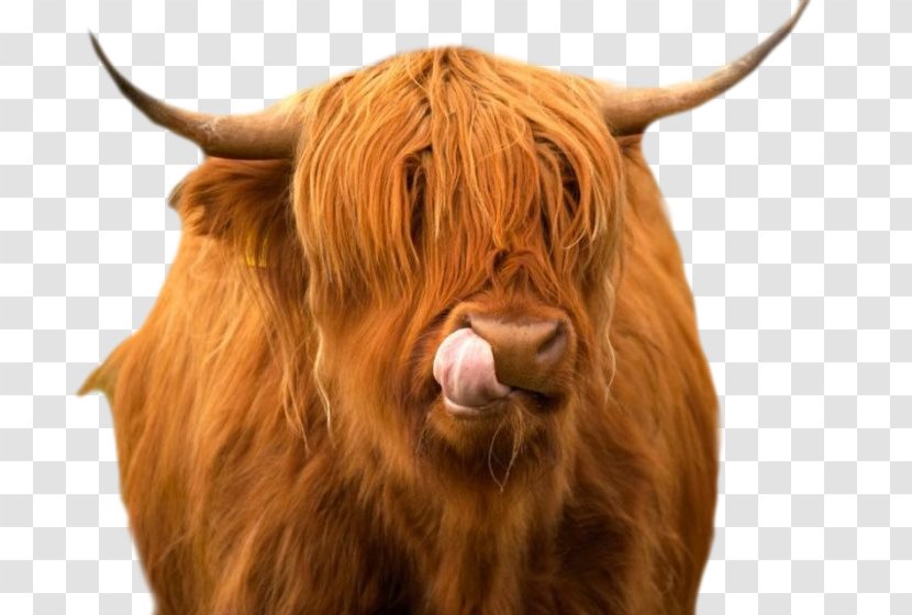 Highland Cattle Angus Ox Scotland Livestock - Ferdinand Transparent PNG