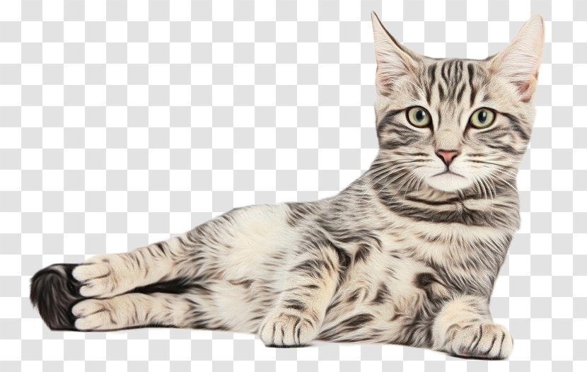 Kitten Pet Shop Tabby Cat Exotic Shorthair - European - American Wirehair Transparent PNG