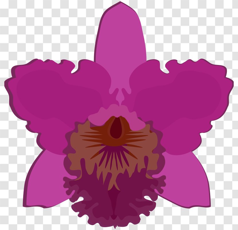 Cattleya Orchids Moth Clip Art Flower Dendrobium Transparent PNG