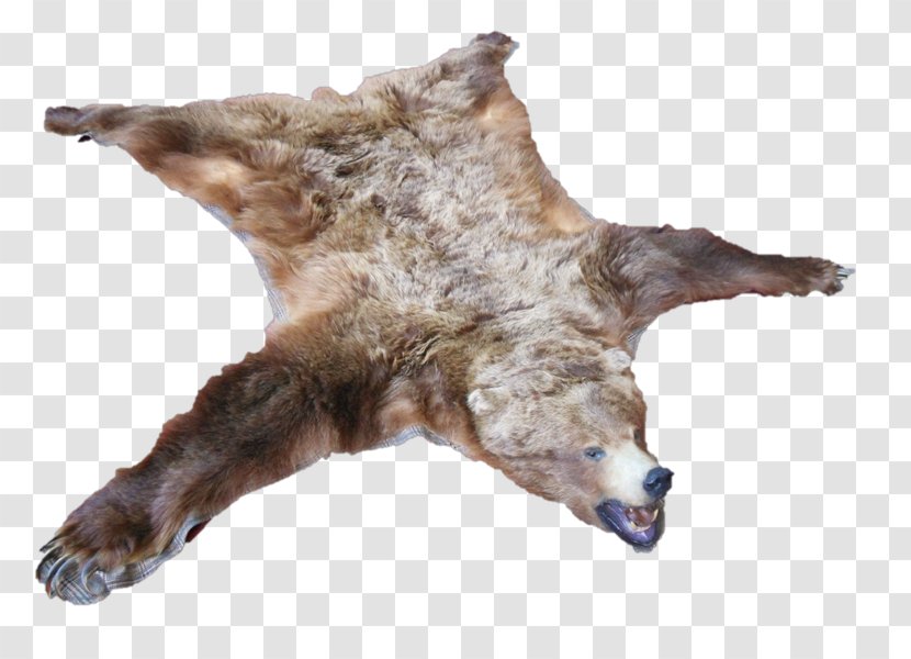 Bear Skin Carnivora Animal Gray - Wildlife - Product Framework Transparent PNG