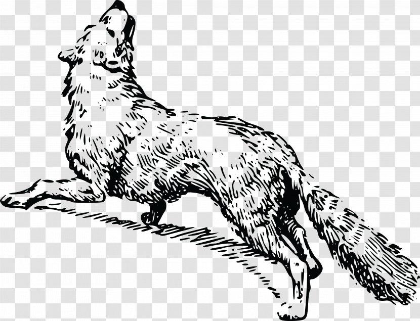 Red Fox Whiskers Black And White Arctic - Small To Medium Sized Cats - A Coat Transparent PNG