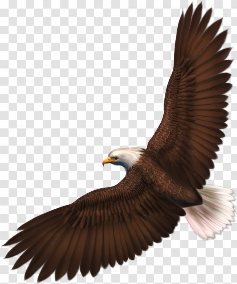 Bald Eagle Bird Silhouette Clip Art - Wildlife Transparent PNG
