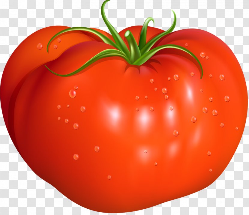 Tomato Red Illustration - Photography - Concise Transparent PNG