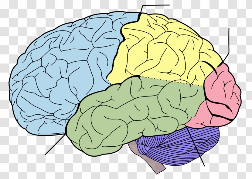 Lobes Of The Brain Frontal Lobe Parietal Temporal - Heart - Watercolor Stroke Transparent PNG