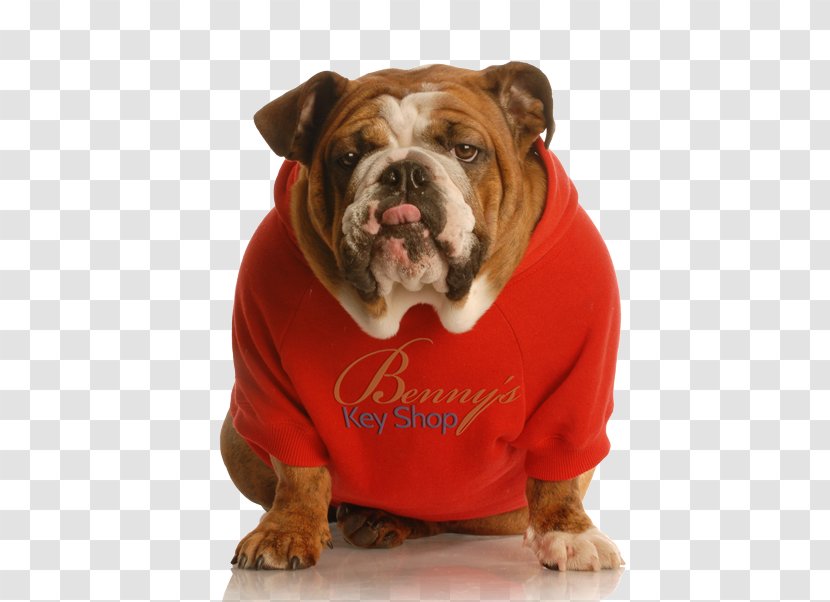 Valley Bulldog Old English Pug French - Royaltyfree - Puppy Transparent PNG