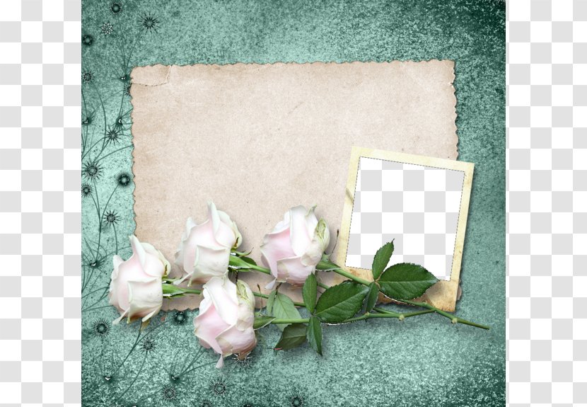 Garden Roses Beach Rose Picture Frame - Flower Arranging - White Background Transparent PNG