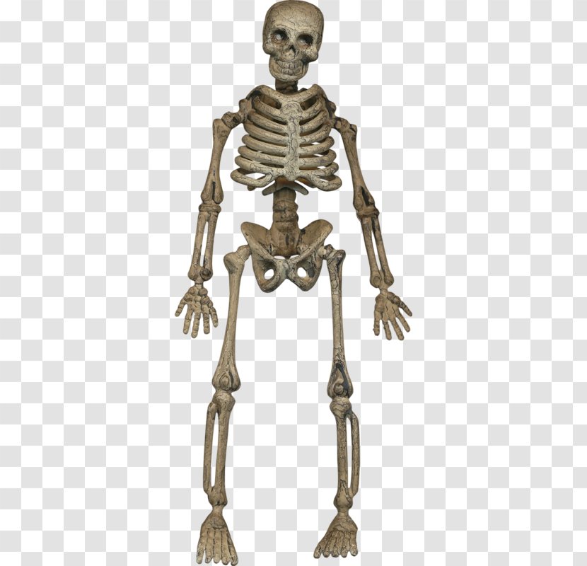 Human Skeleton Homo Sapiens Bone - Sternum - Halloween Skull Transparent PNG