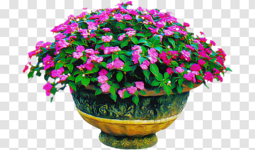 Flower Flowerpot Houseplant Annual Plant Shrub Transparent PNG
