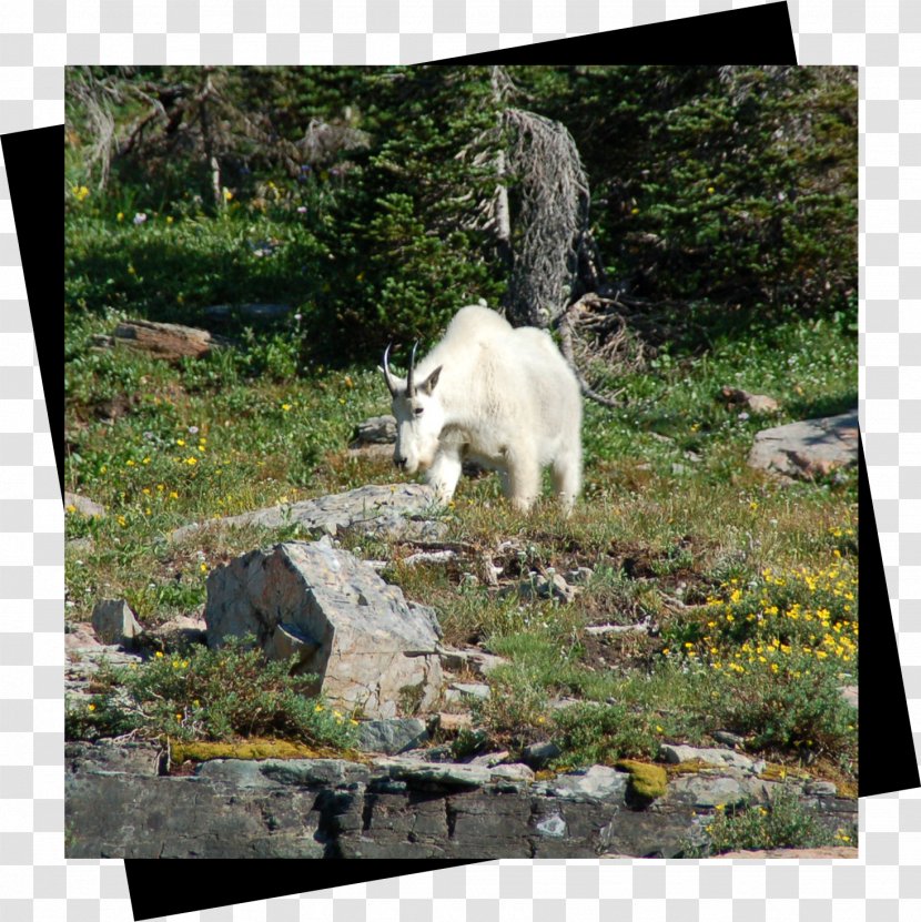 Wildlife Goat Garden Printing Transparent PNG