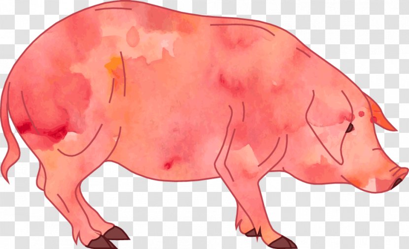 Pig Cartoon Clip Art - Vector Watercolor Transparent PNG