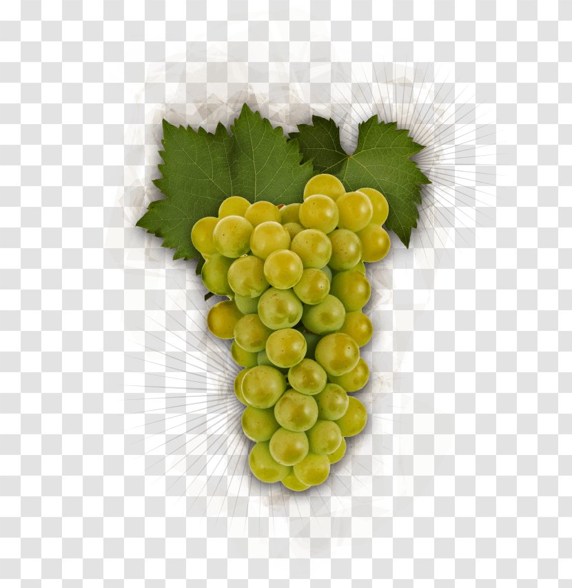 Grape Chardonnay Pinot Gris Noir Riesling - Fruit - Green Grapes Transparent PNG