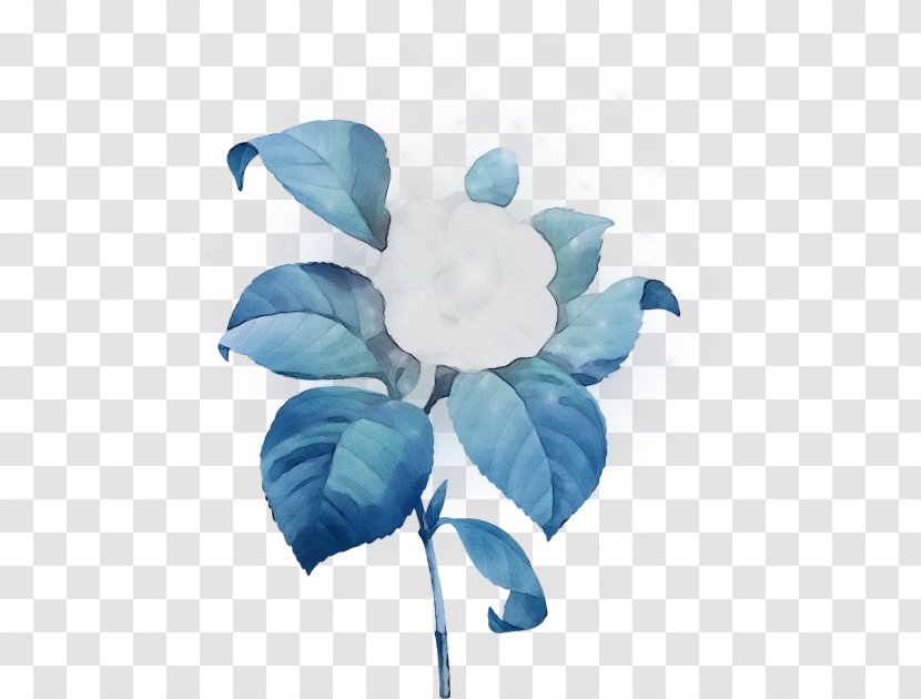 Blue Turquoise Leaf Aqua Petal - Watercolor - Morning Glory Magnolia Family Transparent PNG