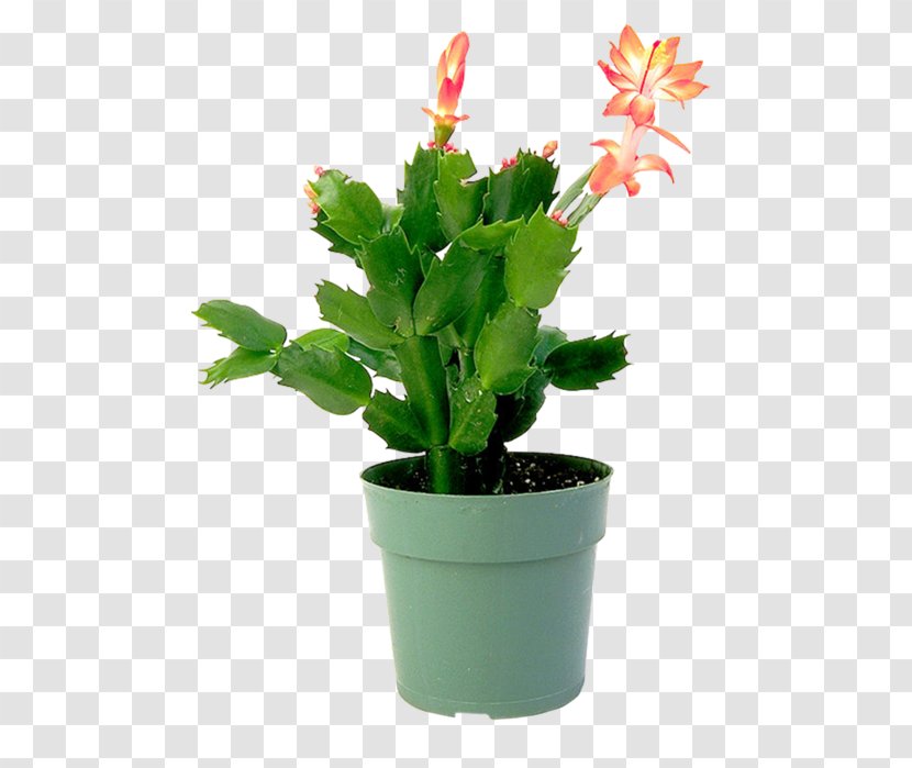 Epiphyllum Flowerpot Houseplant Cactaceae - Watering Cans - Plant Transparent PNG