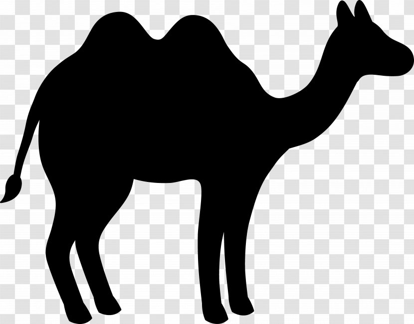 Dromedary Bactrian Camel Black & White - Blackandwhite - M Pack Animal Clip Art Transparent PNG