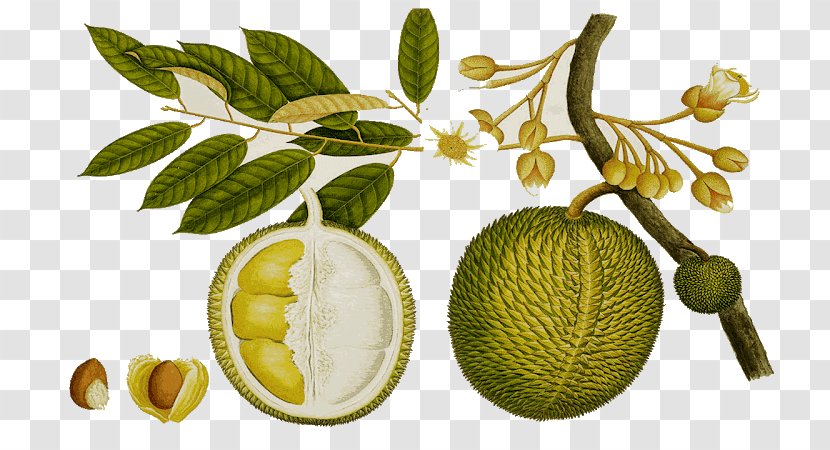Durio Zibethinus Clip Art Fruit Tree Food - Durian Transparent PNG
