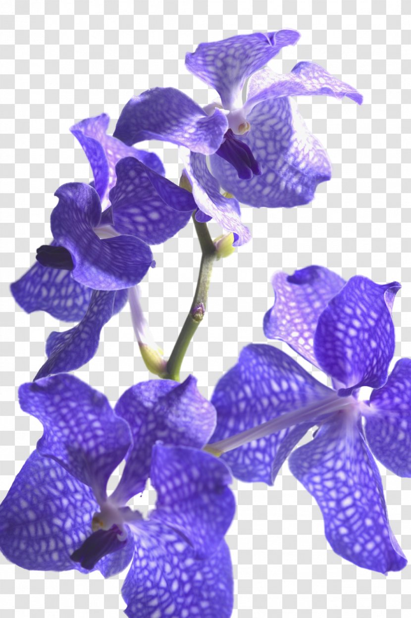 Monochromatic Color Paper Palette Gamut - Petal - Orchids Transparent PNG