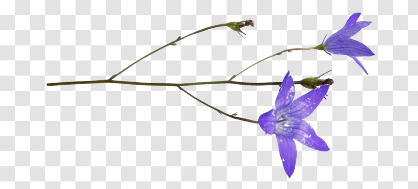 Violet Purple Flower Plant Bellflower - Morning Glory Delphinium Transparent PNG