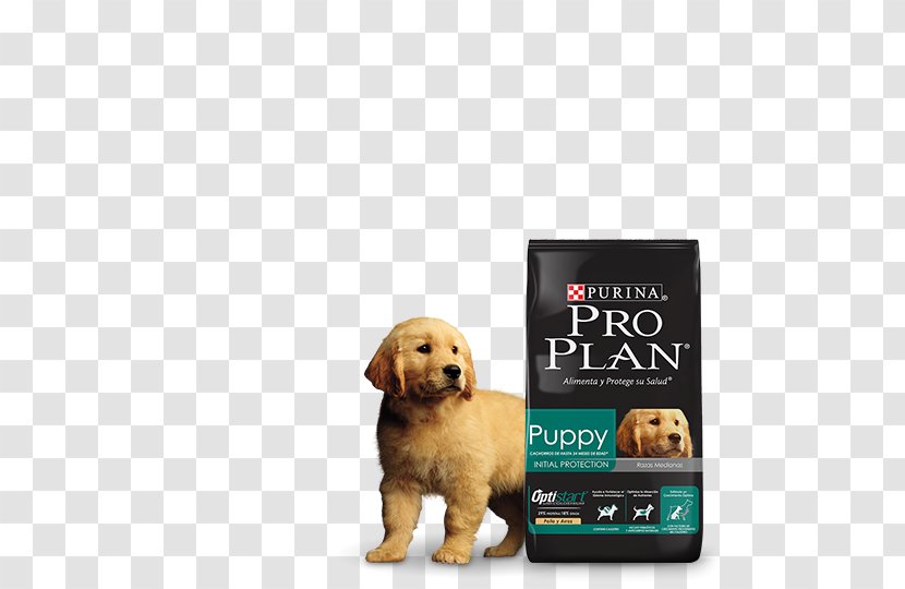 Golden Retriever Puppy Dog Breed Nestlé Purina PetCare Company Companion Transparent PNG