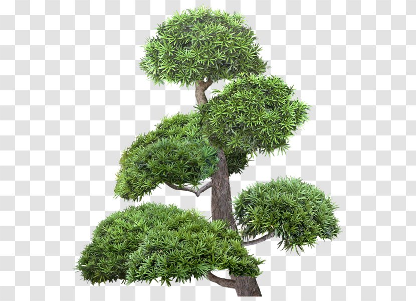 Broad-leaved Tree Pine Bonsai Raster Graphics Transparent PNG