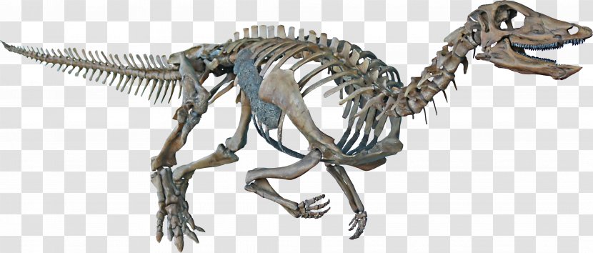 Thescelosaurus Velociraptor Hell Creek Formation Tyrannosaurus Late Cretaceous - Fictional Character - Dinosaur Transparent PNG