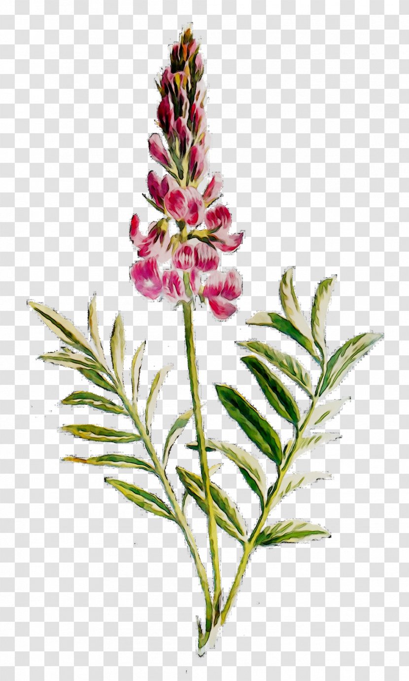 Cut Flowers Plant Stem Flowering Herb - Plants - Pedicel Transparent PNG