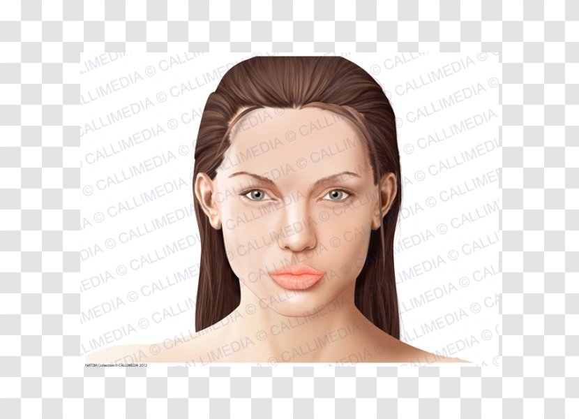 Anatomy Head Face Physiology Human Body - Tree Transparent PNG