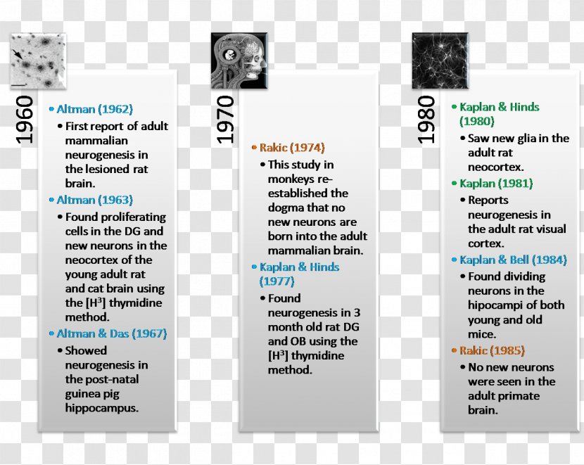 Health Natural History Of Disease Epidemiology Timeline - Vitelliform Macular Dystrophy Transparent PNG