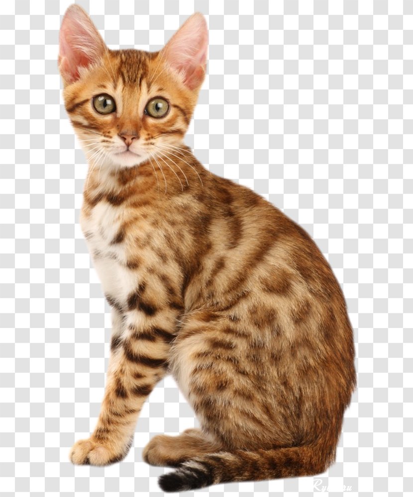 Bengal Cat Abyssinian California Spangled Kitten Persian - Whiskers Transparent PNG