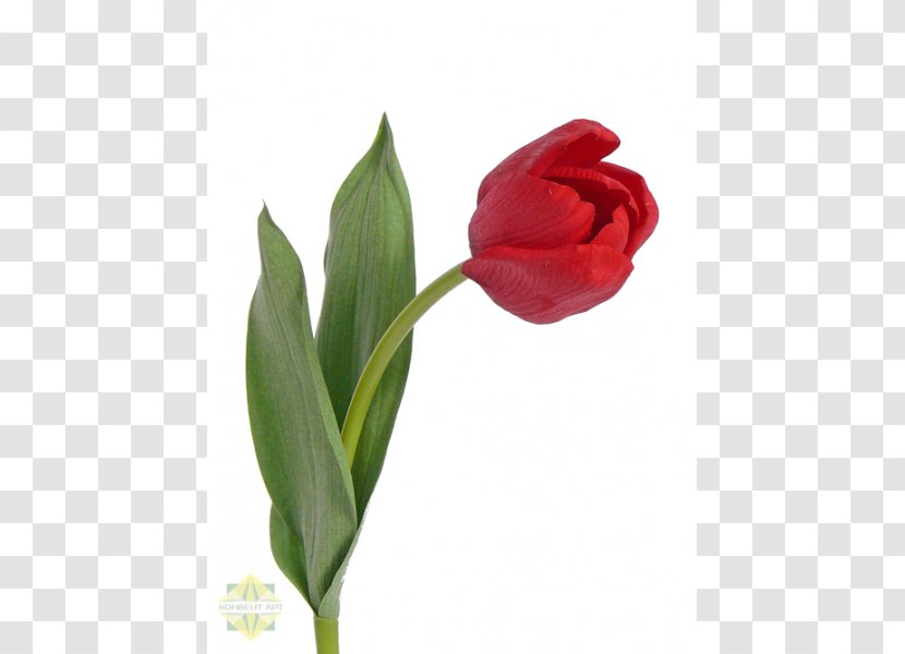 Red Tulip Blue White Green - Flower Transparent PNG