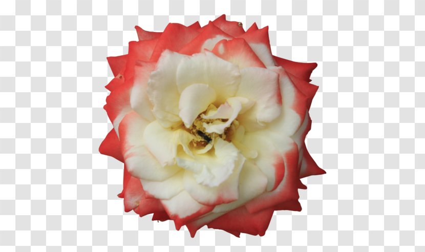 Garden Roses Cut Flowers Floristry Cabbage Rose - Flower Bouquet Transparent PNG