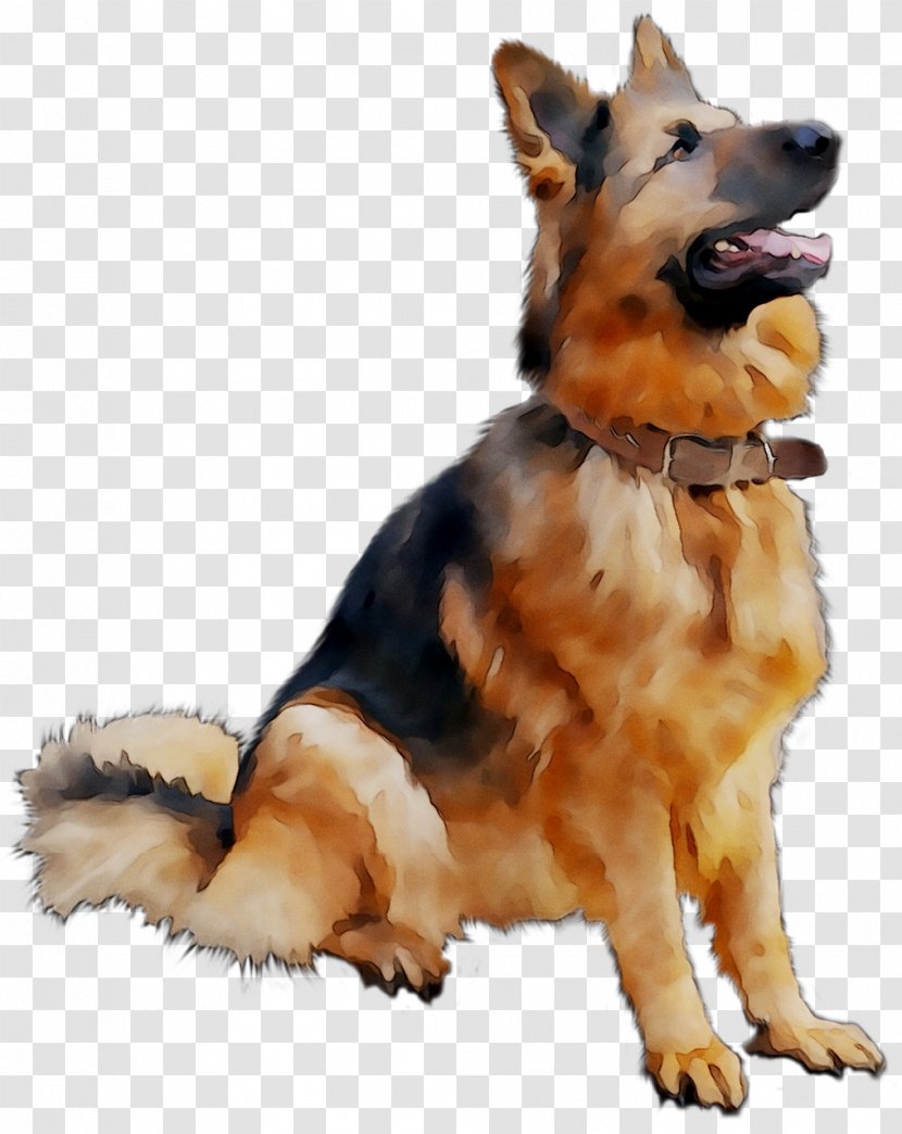German Shepherd Golden Retriever Puppy Clip Art - Dog Breed - Tervuren Transparent PNG