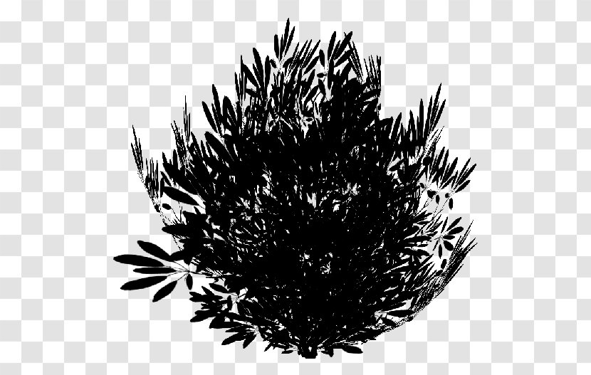 Pine Family Leaf Branching Black M - Grass Transparent PNG