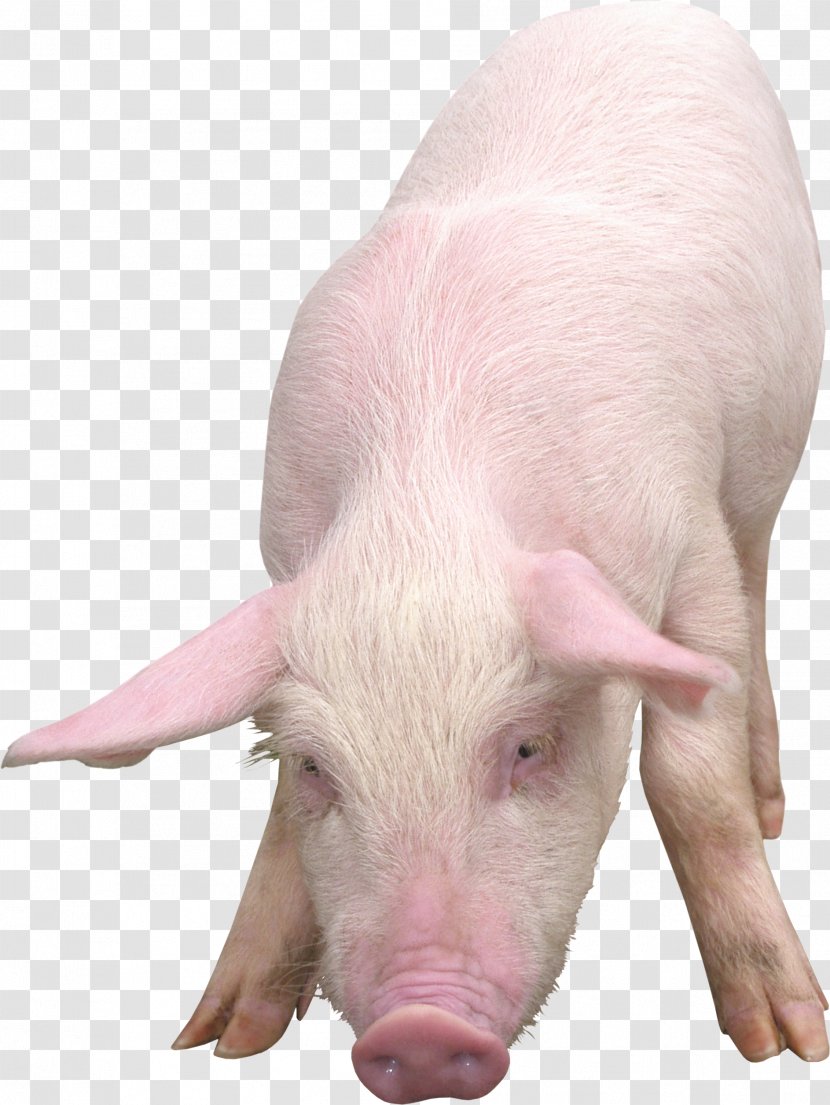 Domestic Pig Clip Art - Livestock - Image Transparent PNG