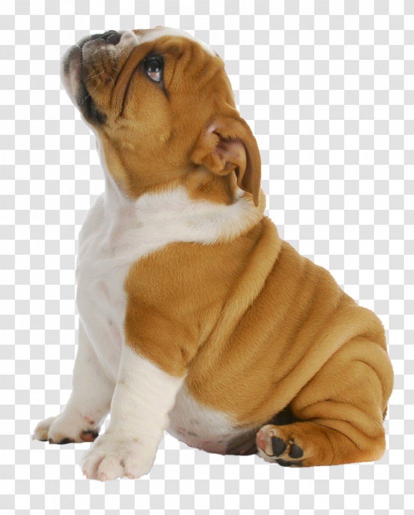 French Bulldog Puppy Pug Toy - Carnivoran Transparent PNG