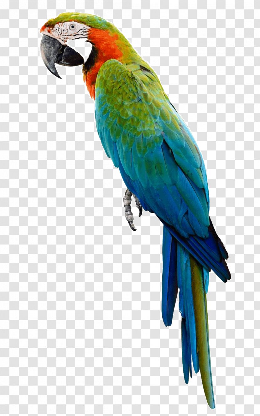 Companion Parrot Bird Budgerigar Macaw - Conure Transparent PNG