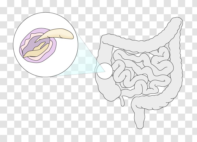 Thumb Jaw - Frame - Giardia Transparent PNG