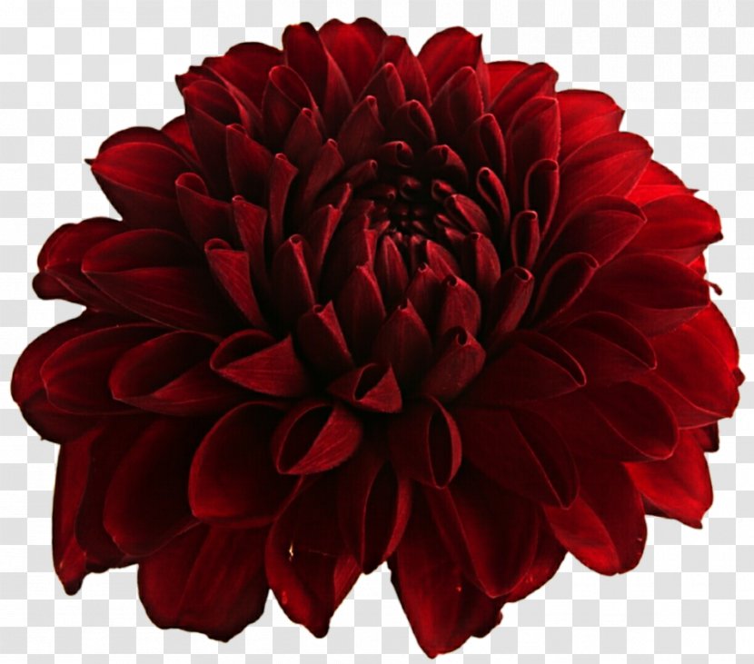 Dahlia Cut Flowers Red - Flower Transparent PNG