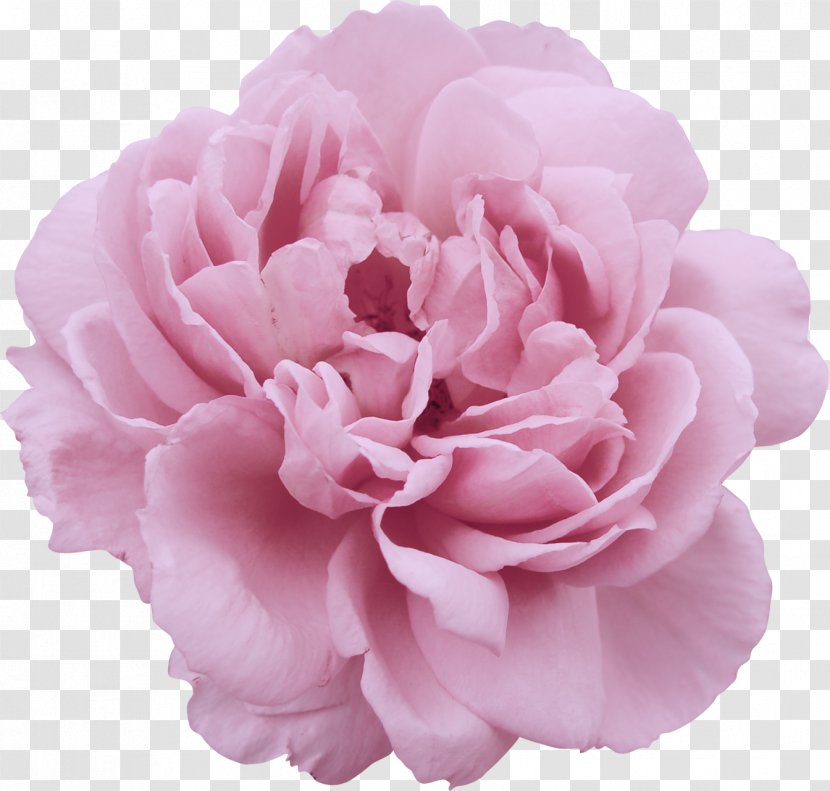 Peony Flower Garden Roses Stock Photography Clip Art - Floral Design Transparent PNG