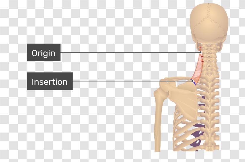 Levator Scapulae Muscle Trapezius Ani Rhomboid Major - Arm - Latissimus Dorsi Transparent PNG