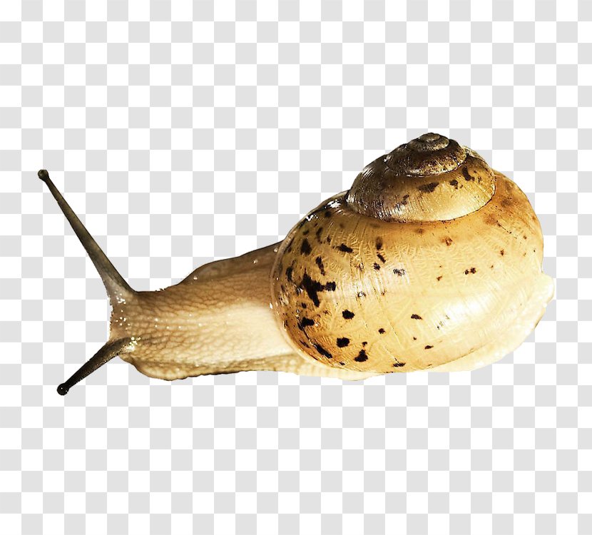 Snail Orthogastropoda Prosobranchia Slug - Raster Graphics - Snails Transparent PNG