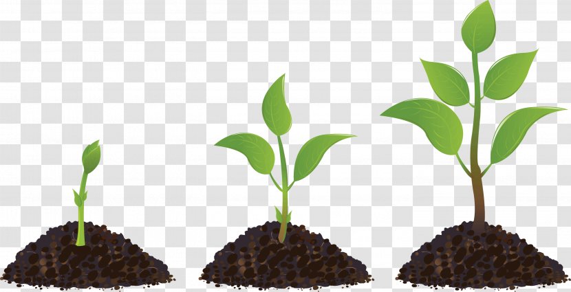 Seedling Sprouting Drawing - Photography - Plant Transparent PNG