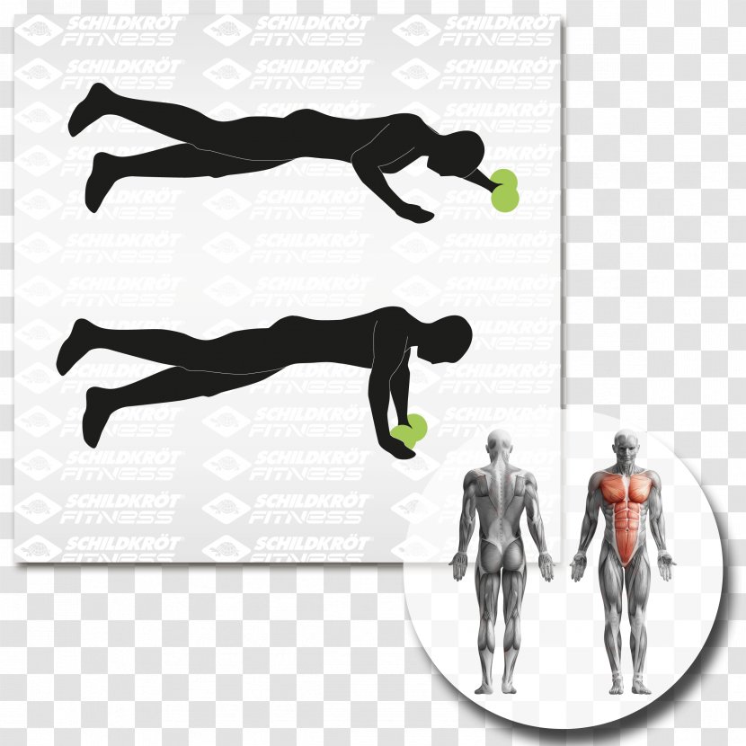 Physical Fitness Abdominal Exercise Centre Balance Board General Training - Human Back - Fascia Transparent PNG