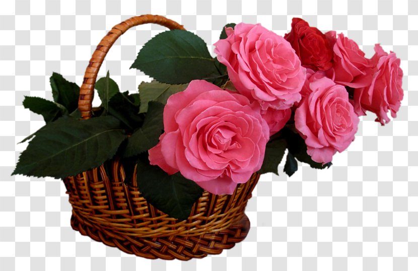 Garden Roses Flower Bouquet Pink - Begonia - Buket Transparent PNG