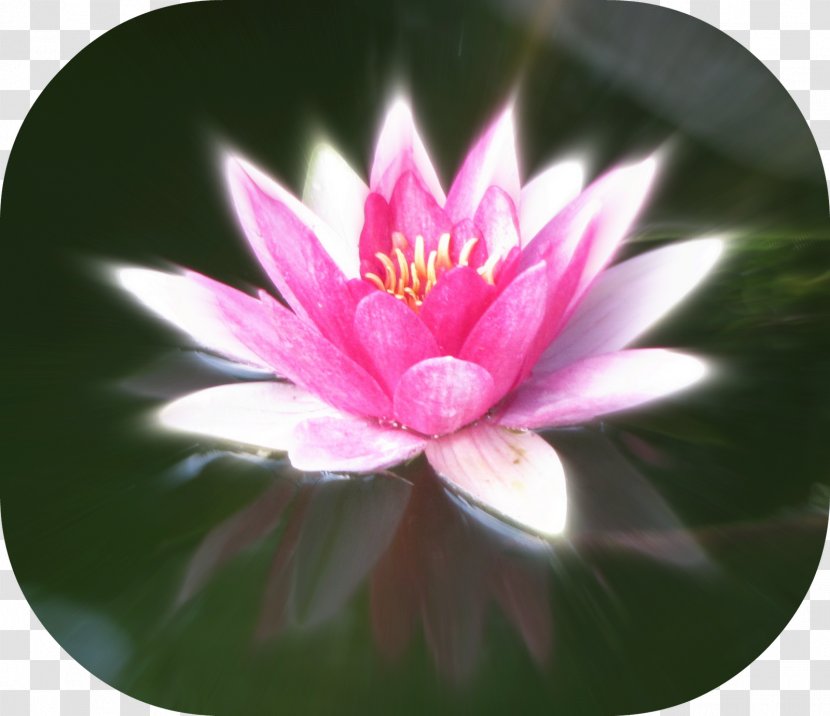 Close-up Pink M MTN Group Lotus-m - Sacred Lotus - Water Lilly Transparent PNG