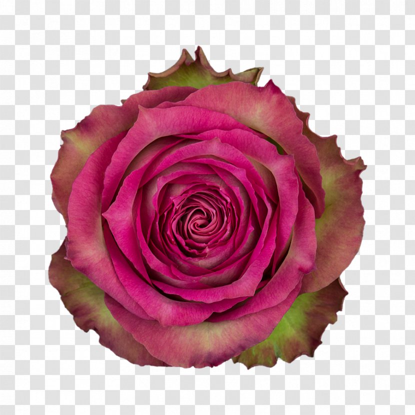 Garden Roses Cabbage Rose Floribunda Cut Flowers Petal - Flower - Kissing Suzy Kolber Transparent PNG