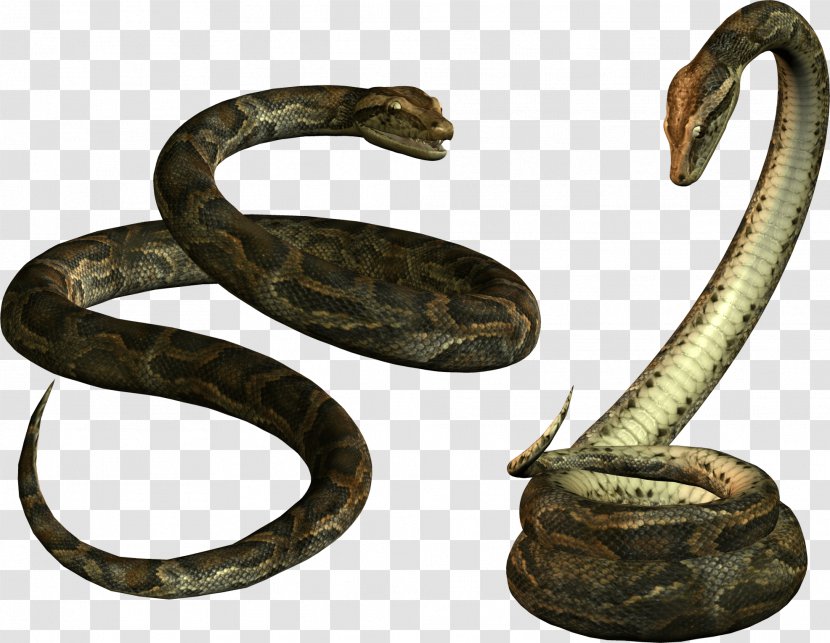 Venomous Snake Papua New Guinea Reptile - Image Picture Download Transparent PNG