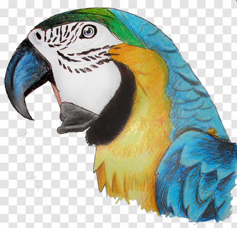 Parrot Bird Macaw Parakeet Transparent PNG