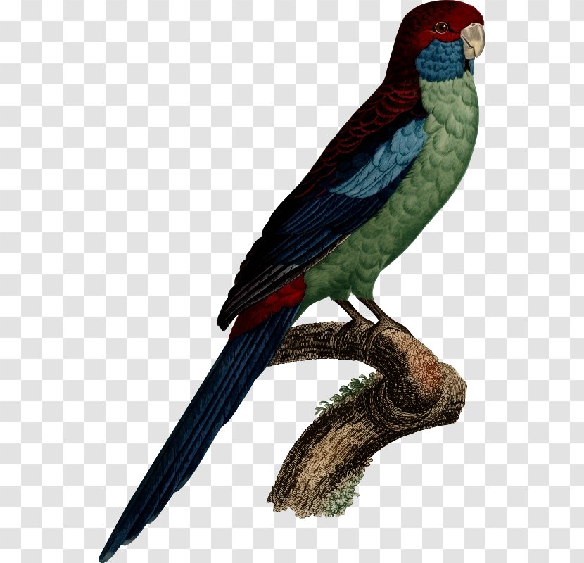 Budgerigar Bird Parrot Macaw Parakeet - Parrots Transparent PNG