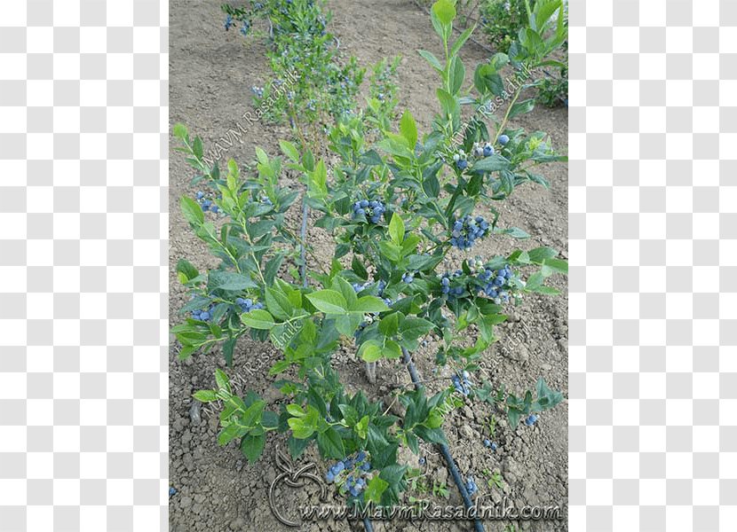 Rasadnik MAVM European Blueberry Bilberry Delfe Ivanić Shrub - Herb - Vaccinium Corymbosum Transparent PNG
